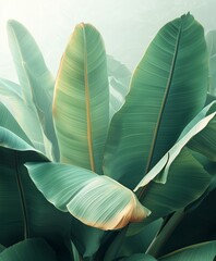 Obraz premium Vibrant tropical foliage featuring oversized banana leaves showcasing exotic greens in a lush environment