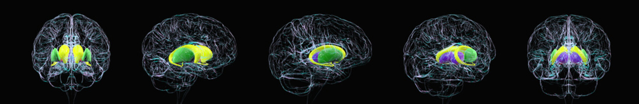 Brain with highlighted caudate, putamen, globus pallidus, thalamus, 3D illustration
