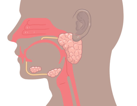 耳下腺・唾液腺・舌下腺のイラスト submandibular gland,sublingual gland,parotid gland
