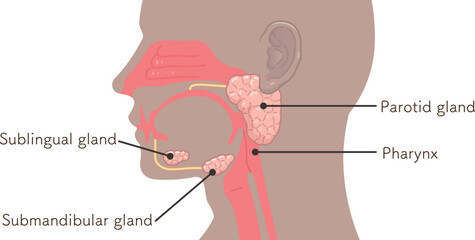 耳下腺・唾液腺・舌下腺のイラスト submandibular gland,sublingual gland,parotid gland