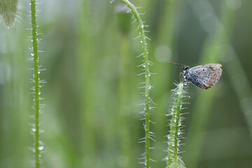 una farfalla licenide al tramonto
