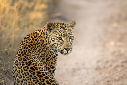 Female leopard, Panthera pardus, portrait, looking back.