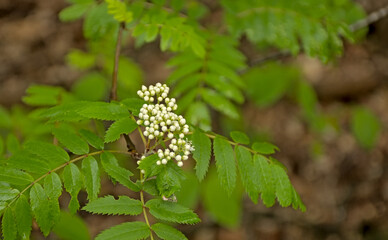 closeup of the white flower buds and green leafs of a rowan tree in spring, selective focus 