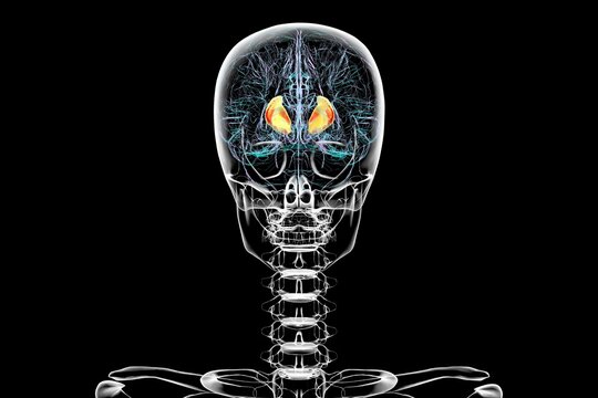 Human brain with highlighted internal capsule, 3D illustration