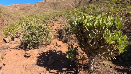 steiniger Pfad in sonnendurchflutetem idyllischem Tal auf Lanzarote, Kanaren, Wandern, Flora,...