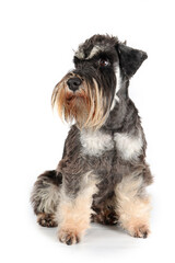 Adult black and silver Miniature Schnauzer sitting on a white background. The dog has a well-groomed coat, characteristic beard, and an alert expression, showcasing the elegance of the breed