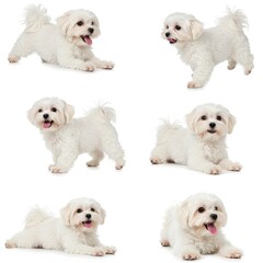 Adorable White Maltese Dogs Set Photograph on White Background Perfect for Pet Owners