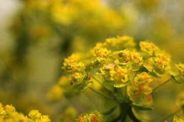 fiori gialli in primavera