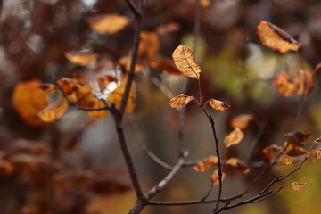 foglie nel bosco in autunno