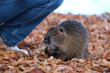Nutria (Myocastor coypus) near 
veltawa River In Prague, Czech Republic