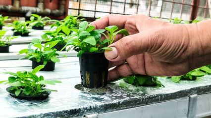 A man's hand inserts a pot of young spinach into a gutter hole in a hydroponic planting system. The use of hydroponic planting methods with the NFT (Nutrient Film Technique) system.