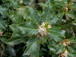 Flowering european holly plant in spring. - - Ilex aquifolium 
