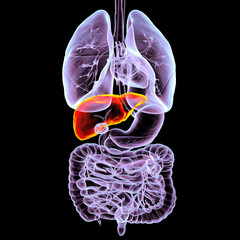 Human respiratory and digestive system anatomy with liver highlighted, 3D illustration