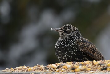 A starling at the feeder, Sainte-Apolline, Québec, Canada
