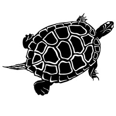 fresh turtle vector illustration