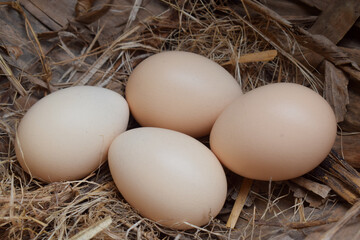 Several fresh organic chicken eggs in the hay. closeup