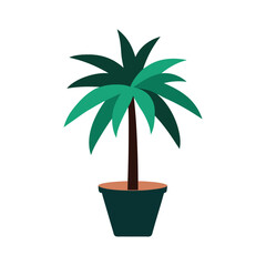 palm tree in a pot