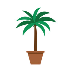Obraz premium palm tree in a pot