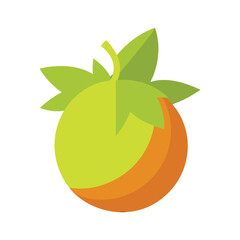 Sea gooseberry vector illustration