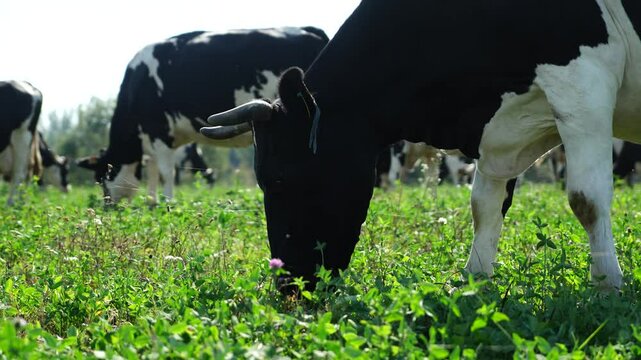 cows in a field