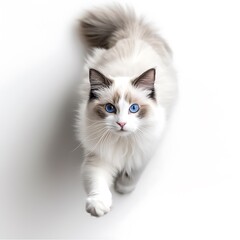 Obraz premium there is a cat that is looking up at the camera