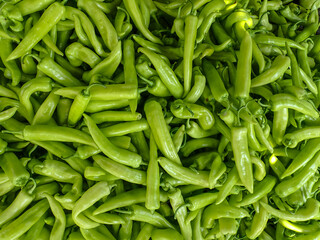 Chili pepper plantation with plastic film placed over the ground, yellow chilli pepper plant in a farmer's field, paprika, chili pepper in greenhouse or glasshouse, in Jijel Algeria, North Africa.