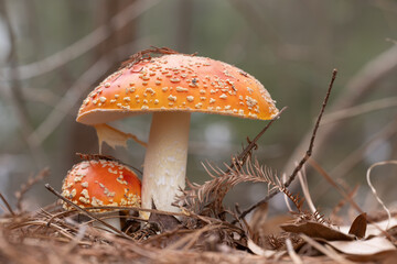 Two mushrooms among the leaf litter of a woodland in winter