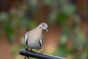 A White-winged dove in search of food in a Texas garden