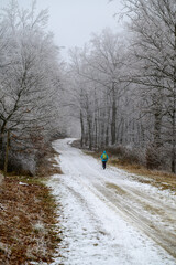 Winter Walk in the Woods