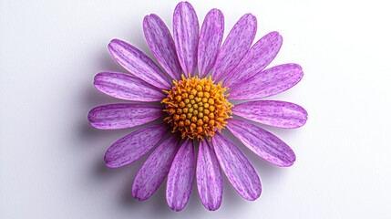 Obraz premium Close-up of a vibrant purple flower on a white surface