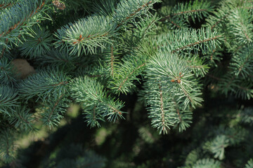 . selective  focus. Fir tree brunch close up. Fluffy fir tree brunch close up. Christmas wallpaper concept. Copy space.