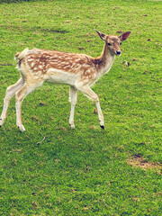 Fototapeta premium Fallow deer (Dama dama) on the green grass