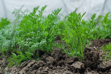 Eco-friendly fresh diet. Carrot seedlings are planted in a row. Beds of growing young carrots. Carrot seedlings on the farm. The theme of gardening, farming, a rich harvest, organic products.