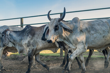 A herd of cattle in a corral, on the flat lands of a Latin American country. Mountains and volcanoes can be seen on the horizon.