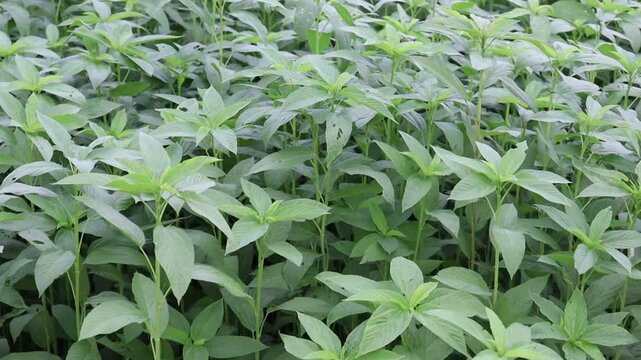 jute plant on field for harvest