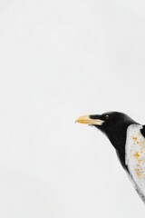 Fototapeta premium Close-Up Profile of a Black and White Bird with a Yellow Beak