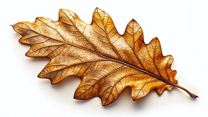 Fototapeta premium Intricate Hand-Drawn Oak Leaf: Golden Brown Autumn Leaf Illustration on White