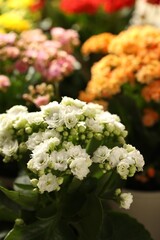 Many different beautiful kalanchoe flowers, closeup view
