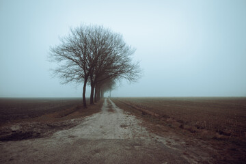 Foggy landscape with scary trees