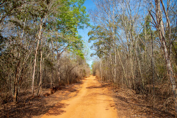 Dirt road in the Kirindy dry forest, Madagascar