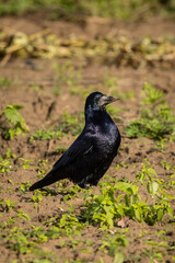 Obraz premium Vogel Saatkrähe läuft über ein Feld