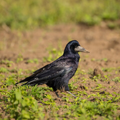 Fototapeta premium Vogel Saatkrähe läuft über ein Feld