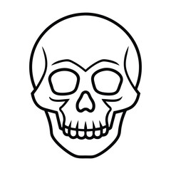 skull 