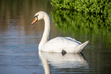 Fototapeta premium Höckerschwan schwimmt auf dem Wasser und schaut über den Rücken zum Betrachter 