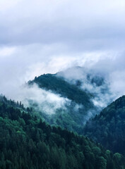 Obraz premium A breathtaking misty mountain landscape covered in lush green forests. Fog drifts through the valleys, creating a serene and mystical atmosphere. A perfect scene of untouched nature and peaceful wilde