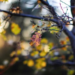 Frosted Oak Leaf: A single oak leaf, edged with frost, hangs delicately against a backdrop of blurred autumn hues.
