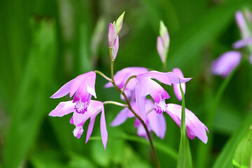 シラン　urn orchid