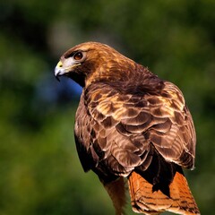Regal Red-Tailed Hawk: Majestic red-tailed hawk profiled with keen eyes, detailed plumage against a blurred green background.
