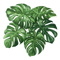 Monstera Leaves On A White Background 