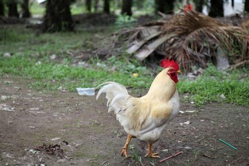 Proud Rooster Posing in a Verdant Field, Capturing the Essence of Rural Life